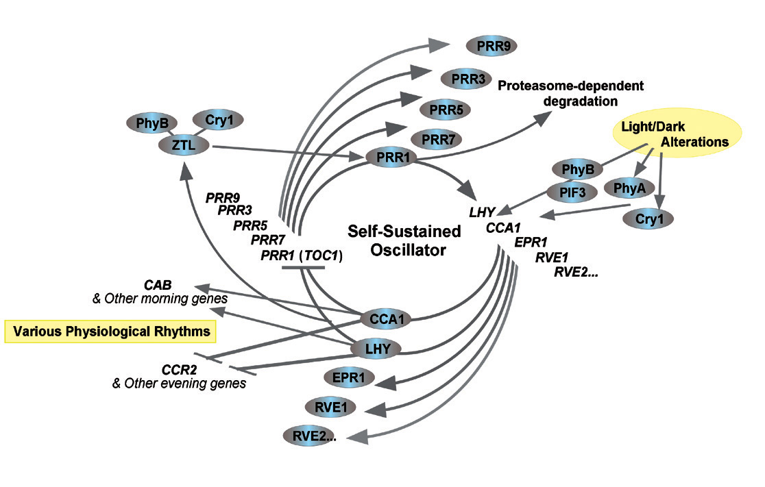 Figure : Model of the circadian clock in plants