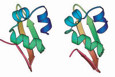 Figure : Structure of a computationaly designed protein (left) and a target structure (right)